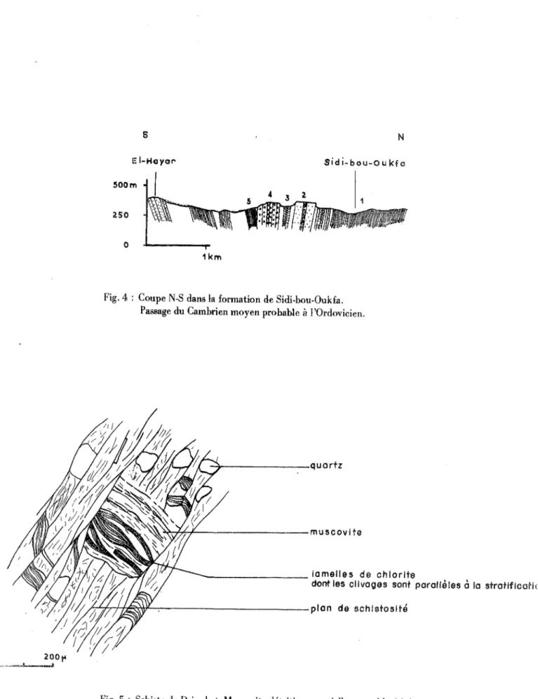 Fig. 4  :  Coupe N-S  dans la  formation  de Sidi-bou-Oukfa. 