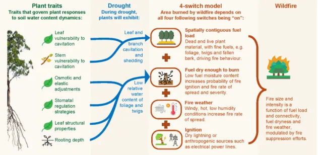 Figure 1. Conceptual model illustrating linkages between drought-related plant traits and the  likelihood of wildfire