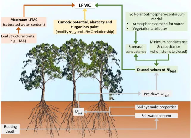 Figure 4. Overview of plant structural and physiological traits which modify the relationship between  live fuel moisture content (LFMC) and soil water content