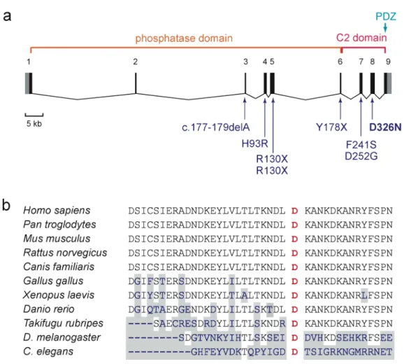 Figure  1  (a)  Exon/intron  structure  of  the  PTEN  gene,  with  main  functional  domains  and  mutations  described in patients with autism spectrum disorder reported previously [Butler et al., 2005; Delatycki  et  al.,  2003;  Goffin  et  al.,  2001;