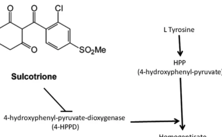 Fig. 1. Molecular structure of sulcotrione and its physiological herbicide effect on HPPD.