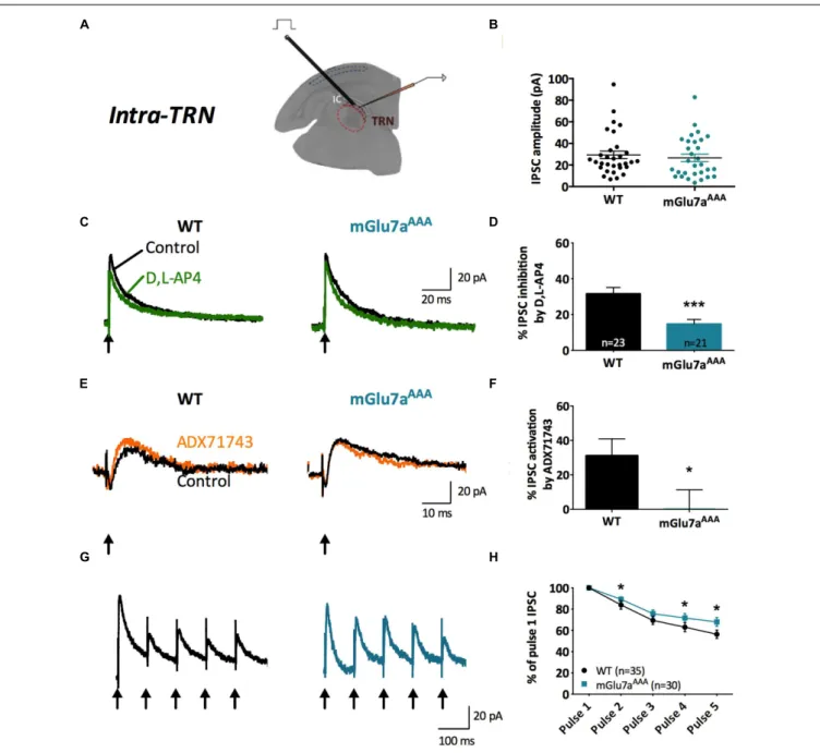 FIGURE 3 | The mGlu7 receptor modulates GABAergic transmission and short-term synaptic plasticity in intra-TRN synapses