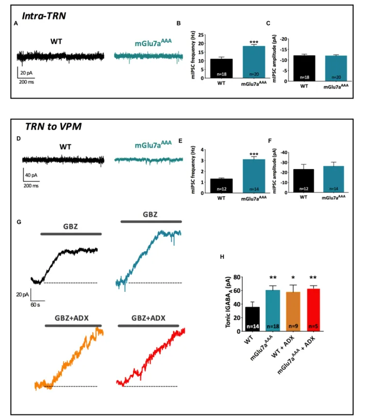 FIGURE 5 | The mGlu7a receptor decreases TRN neurons-mediated tonic and phasic GABA A inhibition in VPM and TRN