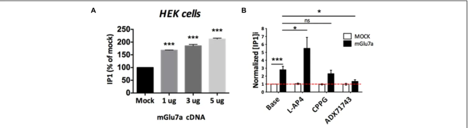 FIGURE 7 | Constitutive activity of mGlu7a receptors in the absence of extracellular glutamate