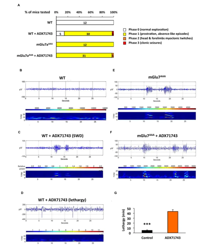 FIGURE 8 | EEG activity induced by treatment with the mGlu7 receptor NAM. (A) Behavioral response of mice WT and mGlu7 AAA mice treated with the either vehicle or mGlu7 NAM (100 mg/kg i.p.) represented as percentage of total animals tested (n for each scor