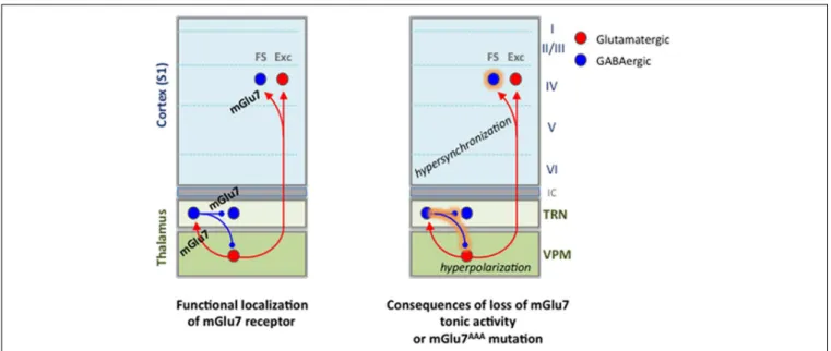 FIGURE 9 | Summary of findings on functional expression of mGlu7 receptors in the thalamocortical network and alterations brought by the loss of mGlu7 constitutive activity or by the mGlu7a AAA mutation.