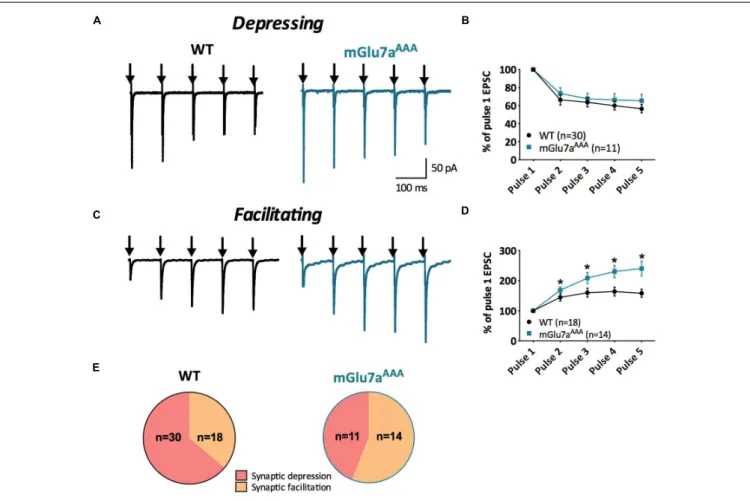 FIGURE 2 | Short-term synaptic plasticity in VPM to TRN synapses. (A,C) Representative current traces from TRN neurons responding to five stimuli at 10 Hz (black arrows) in WT (left) and mGlu7 AAA (right) mice