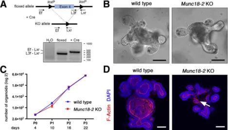 Figure 1. Generation of a mouse organoid model for Munc18-2 de ﬁ ciency. (A) Cre-mediated deletion of Munc18-2