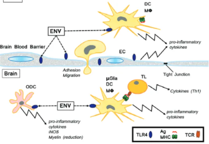 Fig. 6.  Schematic representation of the effects of Env-ms. DC = den- DC = den-dritic cell; EC = endothelial cell; ENV = envelope protein of  HERV-W MSRV; MΦ  =  macrophage; ODC  =  oligodendrocyte cell; 