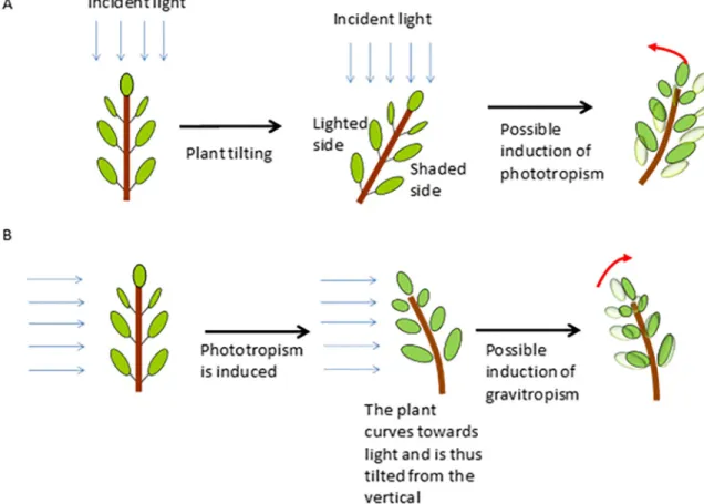 Fig 1. Diagram explaining the interactions between gravitropism and phototropism in classical experiments dedicated to the study of gravitropism and phototropism