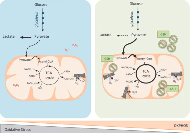 FIG. 2. OXPHOS/glycolytic metabolism and oxidative stress heterogeneity in cancer cells