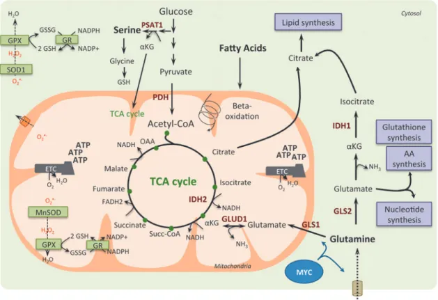 FIG. 3. Glutamine, serine, and fatty acids as anaplerotic sources for TCA cycle intermediates in cancer cells