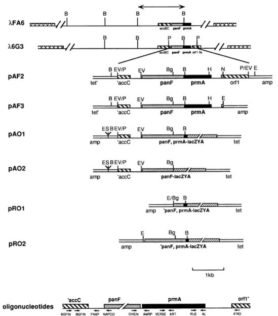 FIG. 1. Subcloning of the panF prmA region of the E. coli chromosome. Restriction maps of XFA6 and X6G3 are shown with the locations of the accBC, panF, and prmA genes