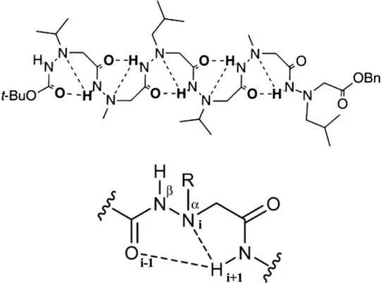 Figure 11 : Répétition consécutive de pseudocycles bifides à huit chaînons (haut). D’après Cheguillaume,  2001 13 