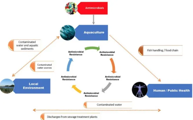 Figure 34 : Liens entre l’utilisation des antibiotiques et le développement des résistances
