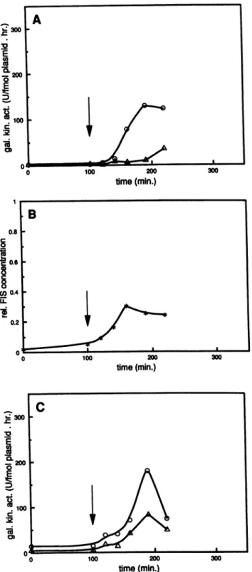 FIG. 6. Stable RNA synthesis after a limited nutritional shift-up, studied by pulse-chase experiments