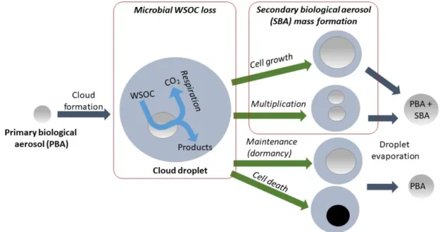 Figure 1. Bacterial processes in the atmosphere leading to SBA formation and loss of water-soluble organic carbon (WSOC) in clouds.
