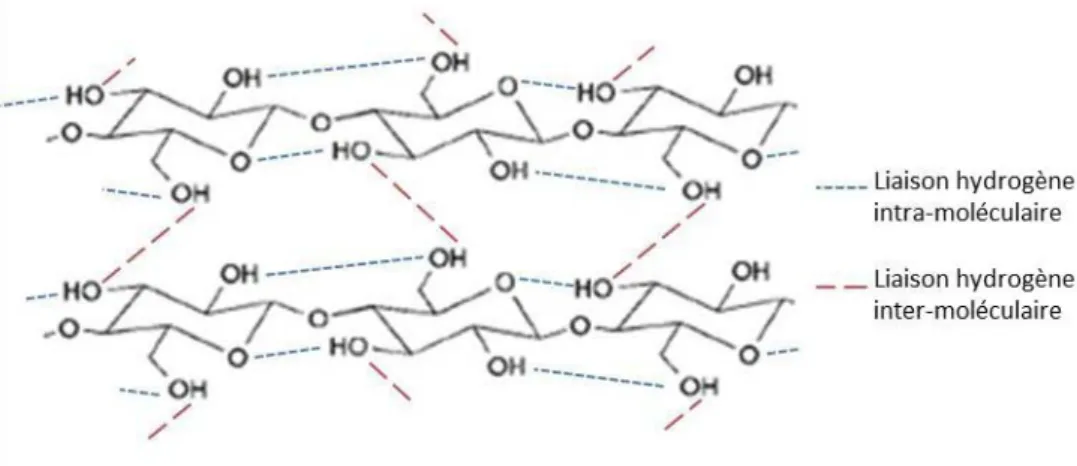 Figure I-9 : Représentation des liaisons hydrogènes entre les molécules de cellulose 