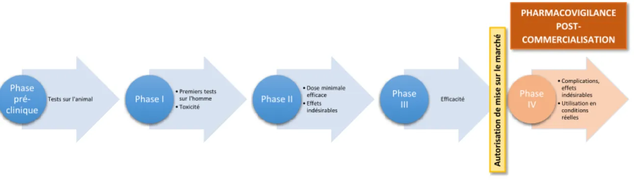 Figure 1.1 – Développement des médicaments et surveillance après leur introduction sur le marché.