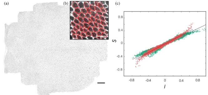 FIG. 1. Cell segmentation reveals a correlation between cell shape and elastic stress anisotropies