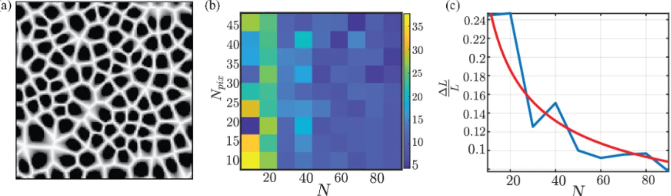 FIG. 4. Precision on cell size determination. (a) Example of an artificial cellular pattern