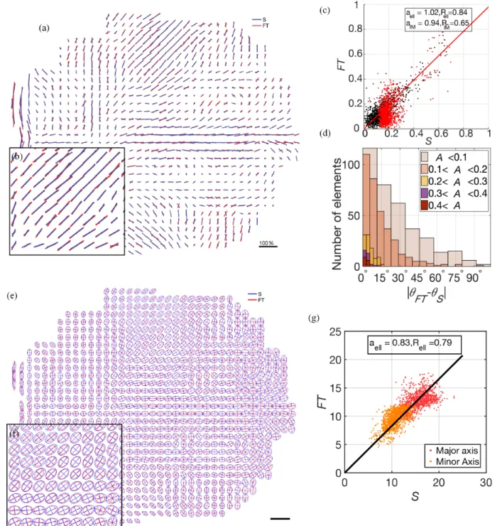 FIG. 5. Test of cell anisotropy and size measurements. (a) Map of cell anisotropies on the image in Fig
