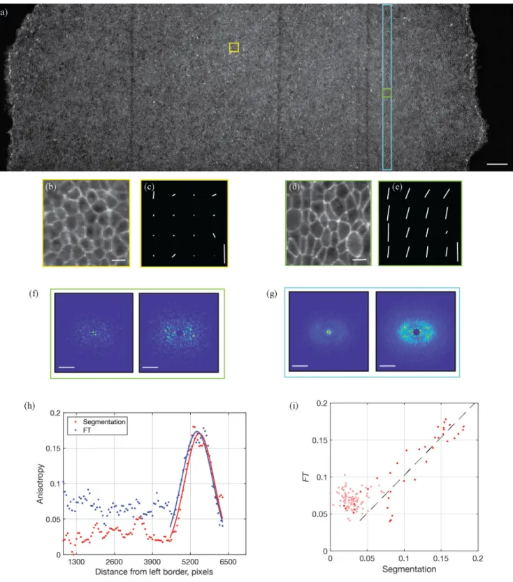 FIG. 6. Large cell number anisotropy measurements. (a) Light sheet microscopy image of a chicken embryo at cellular resolution [32].