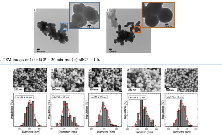 Figure S2 in the Supporting Information). The transmission electron microscopy (TEM) images of the nBGPs obtained at H = 30 min (nBGP + 30 min) and H = 1 h (nBGP + 1 h) are shown in Figure 3