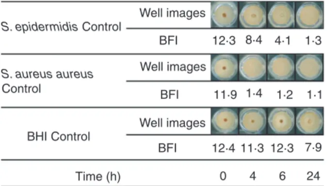 Figure 4 Control wells after magnetization.