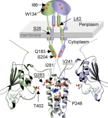 Figure 2. Localization of the Selected Mutations