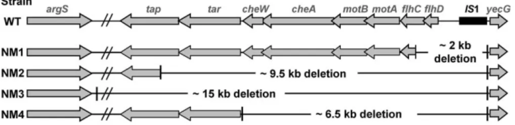 Figure 6. Deletions in the Region Downstream of flhDC Operon Are Selected for in Mice Colonized with the DOmpFpfliC-YFP Strain