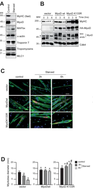 Figure 5. Overexpression of MyoD delays starvation-induced atrophy in primary mouse skeletal muscle myotubes
