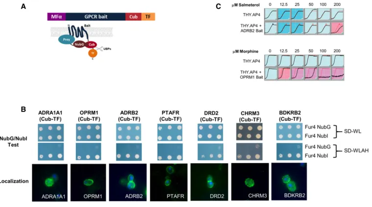 Figure 2 . Expression of human MYTH GPCR “ baits ” in yeast cells.