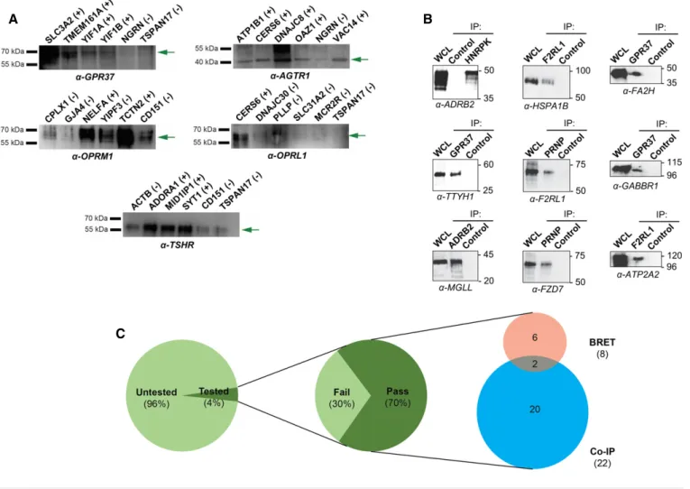 Figure 4. Orthogonal validation of the MYTH-based GPCR interactome.