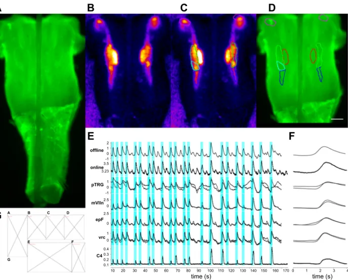 Figure 6A shows the hindbrain with calcium imaging and a concurrent cervical nerve recording while Fig