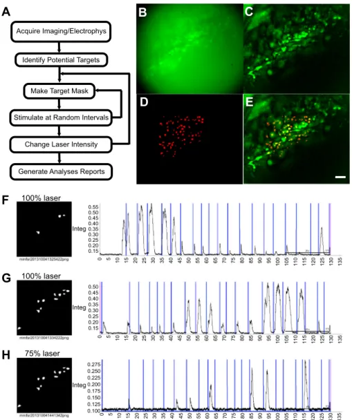 Fig. 8. Autogenerated report using the analysis flowchart of Fig. 7. The top line labels the experiment directory with the raw .stk files