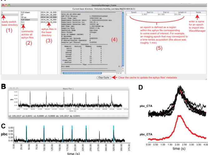 Fig. 3. Loading and manipulating electrophysiology data in PhysImage. A: the ElectrophysManager window may be used to navigate across experiments, view metadata including tags/comments, detect epochs of data, and import channel data into the WaveManager