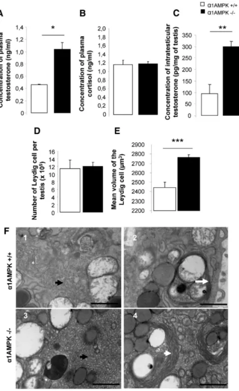 FIG. 5. A–C, Hyperandrogenism in ␣1AMPK ⫺ / ⫺ male. Plasma concentrations of testosterone (A), cortisol (B), and intratesticular concentrations of testosterone (C) in