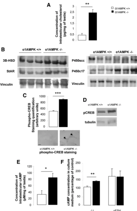 FIG. 6. Molecular alteration in steroidogenesis. A, Intratesticular concentrations of cholesterol in