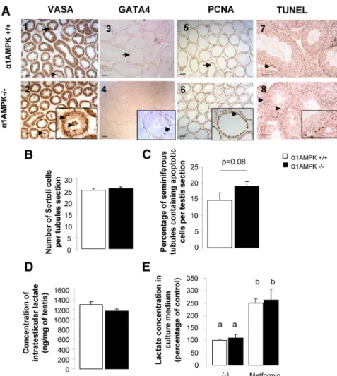 FIG. 2. Histological analysis of ␣1AMPK ⫺ / ⫺ testis. A, Testicular sections immunostained against VASA (1 and 2), GATA4 (3 and 4), PCNA (5 and 6), and apoptotic DNA fragmentation (7 and 8) from ␣1AMPK ⫹ / ⫹ mice (1, 3, 5, and 7) and ␣1AMPK ⫺ / ⫺ mice (2, 