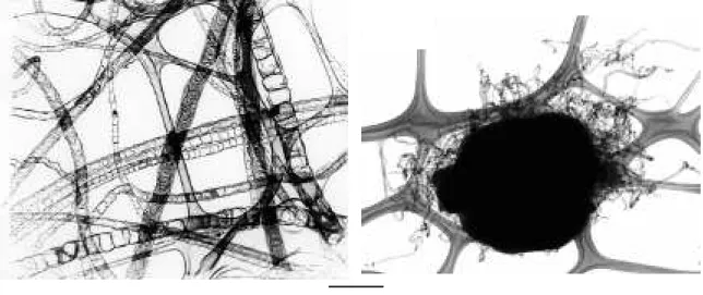Figure 3-8.- CN nanotubes produced by catalytic pyrolysis of melamine at 1000°C and 750°C.