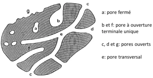 Figure 7 : Schéma d’une coupe transversale d’un solide poreux et classification des pores selon  leur accessibilité à l’extérieur, adapté de (99)