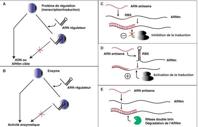 Figure 1 : Quelques modes d’action des riborégulateurs. (A) et (B) Contrôle de l’activité d’une protéine par un   riborégulateur