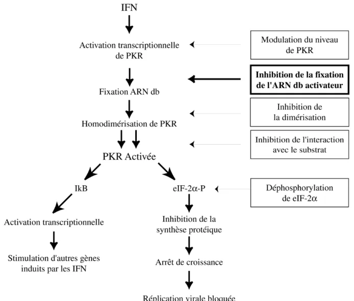 Figure 5 : Mécanisme de maturation de la protéine kinase PKR et sites de régulation virale