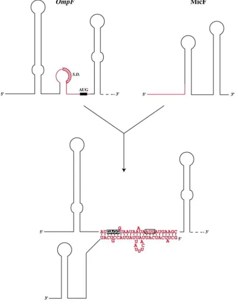 Figure 13 : Séquences et structures de la région 5’-UTR d’OmpF, de l’ARN antisens MicF et du complexe  ARN-ARN formé