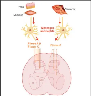 Figure 2 : Transmission des messages nociceptifs par les fibres Aδ et C aux neurones de la moelle  épinière (Paulmier et al., 2015) 