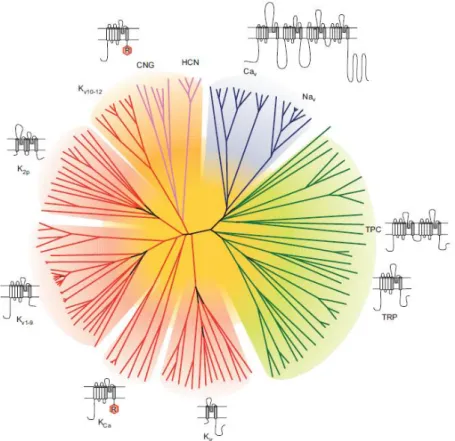 Figure 4 : Représentation de l’homologie des séquences en acides aminés du pore des canaux de la  superfamille des canaux ioniques voltage-dépendants