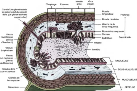 Figure 19 : Structure histologique des tissus de la paroi du tube digestif  http://www.casimages.com/i/13011806324914676010773313.jpg.html