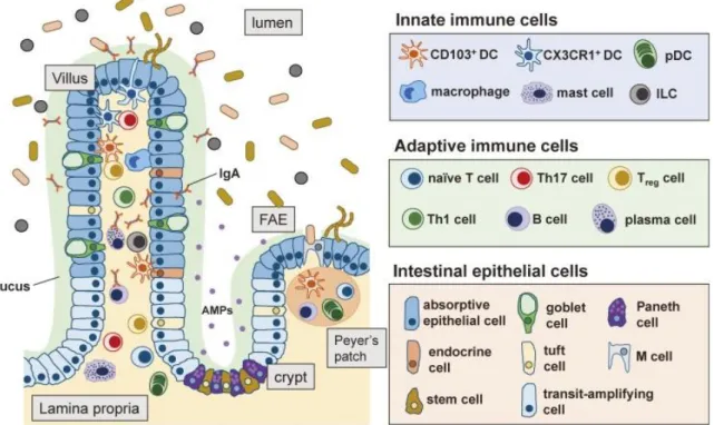 Figure  21  :  Les  cellules  du  système  immunitaire  intestinal  :  Les  cellules  immunitaires  innées  comprennent les cellules dendritiques (DC), les macrophages et les cellules lymphoïdes innées (ILC) ;  les  cellules  immunitaires  adaptatives  son