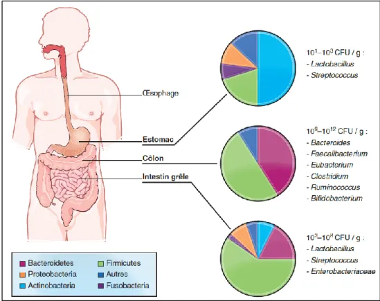 Figure 22 : Composition et densité du microbiote intestinal. D’après « Les fondamentaux de la  pathologie digestive », chapitre 13, Editions Elsevier-Masson (2014)